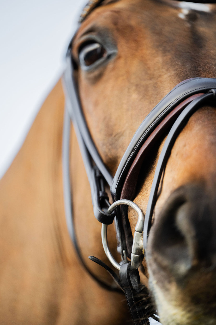 BRIDLE | DRESSAGE ROLLED | BROWN No. 02